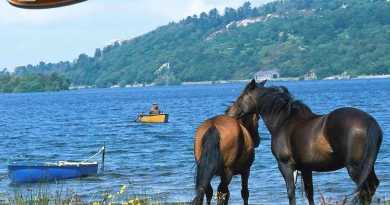 cavalos_papel_parede