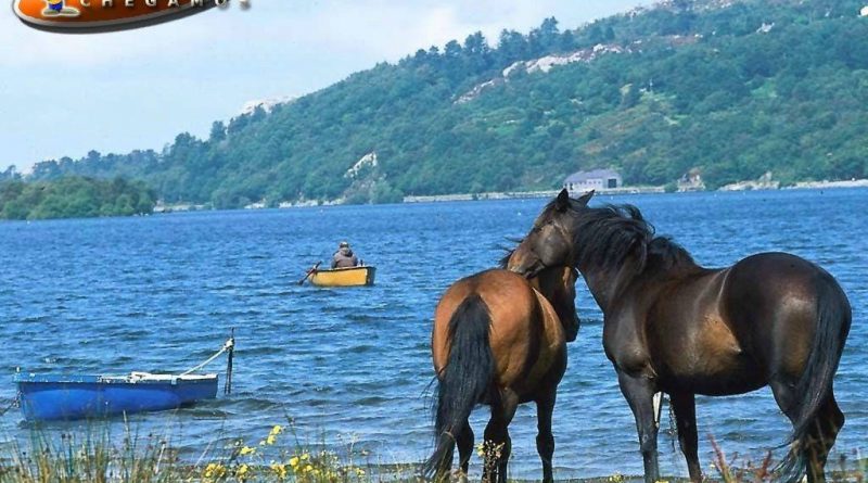 cavalos_papel_parede