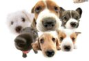 fotos caes cachorros