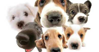 fotos caes cachorros