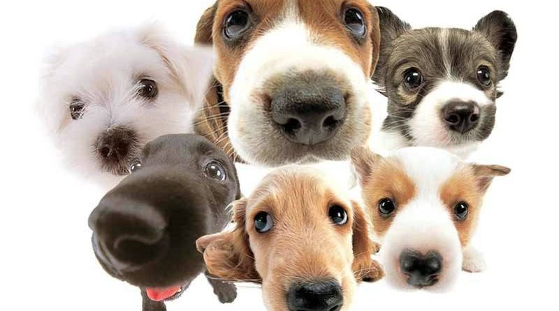 fotos caes cachorros