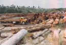 crimes ambientais na Amazônia