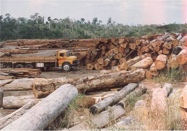 crimes ambientais na Amazônia
