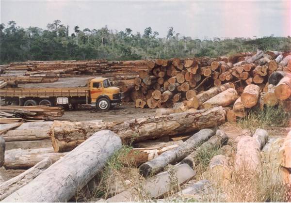 crimes ambientais na Amazônia